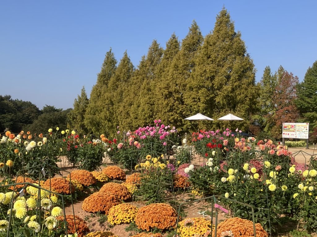 🌷 세라 고원 농장(세라코겐노조) 이미지 12